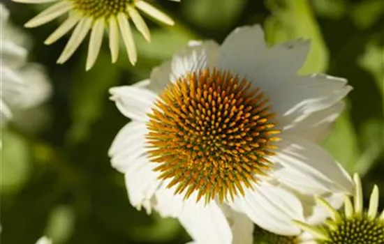 Garten-Scheinsonnenhut 'PowWow® White'