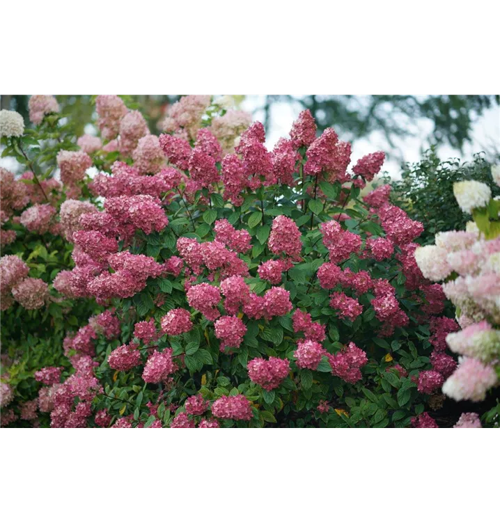 Hydrangea paniculata Proven Winners® 'Fire Light'