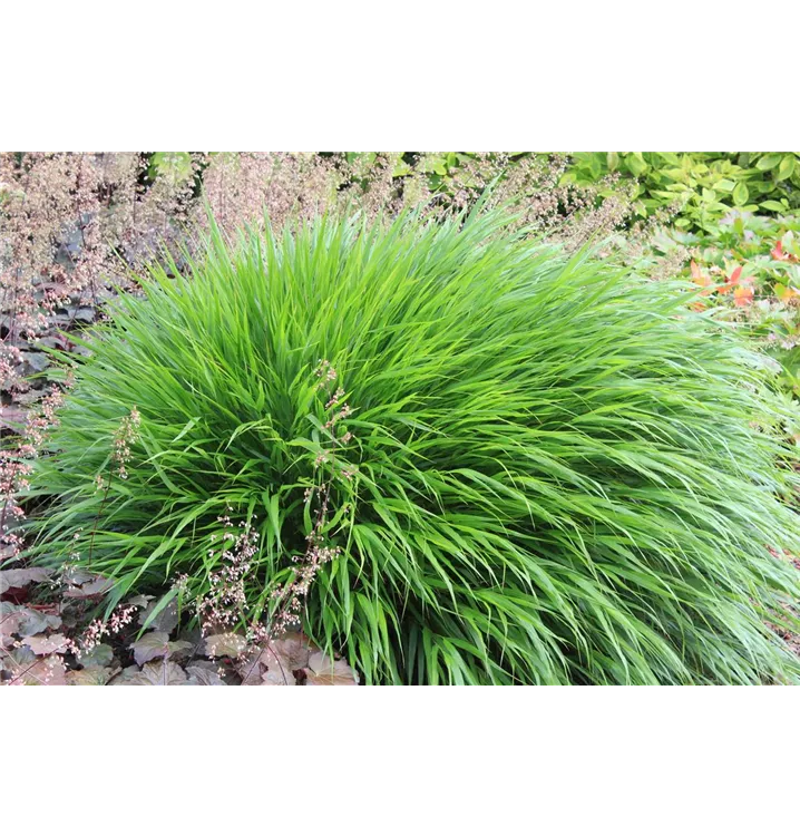 Hakonechloa macra 