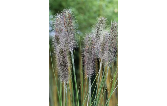 Garten-Federborstengras 'Moudry'