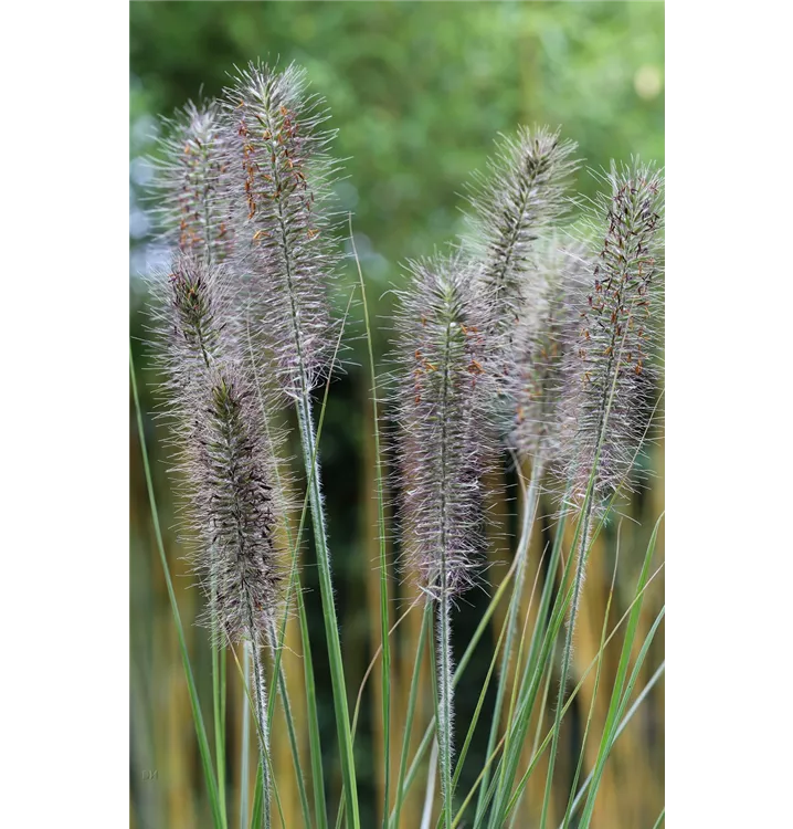 Pennisetum alopecuroides 'Moudry'