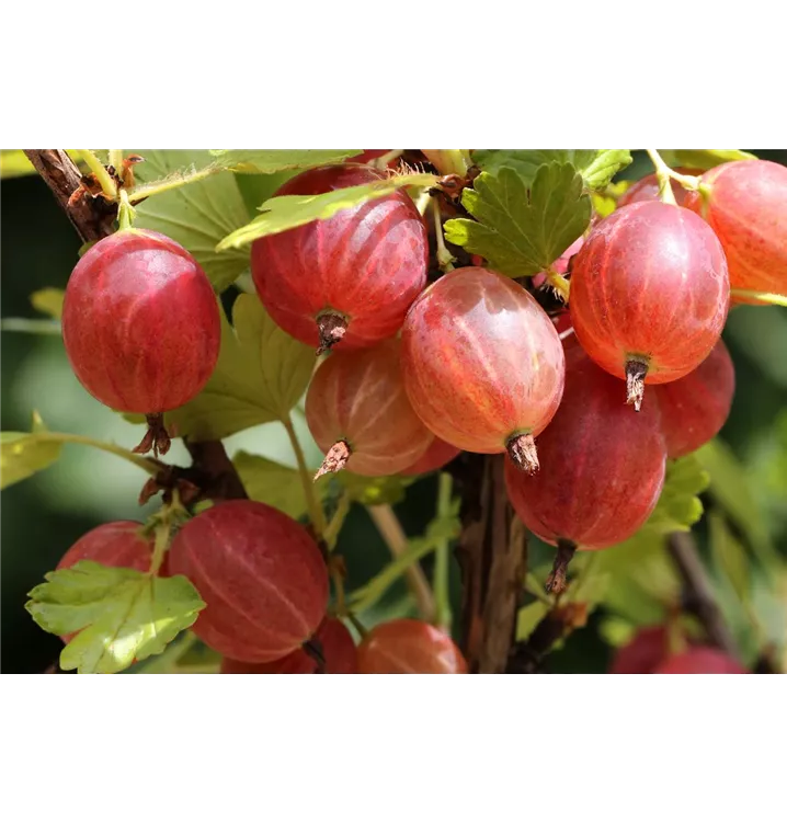 Ribes uva-crispa 'Relina'® 