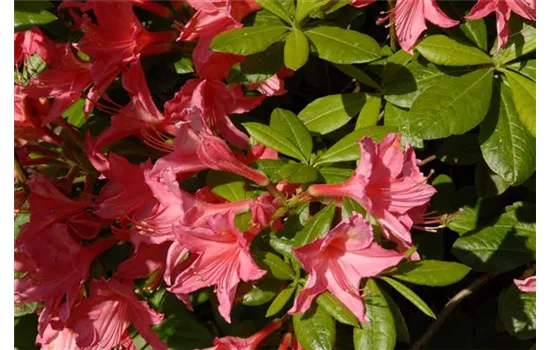 Rhododendron 'Jolie Madame'