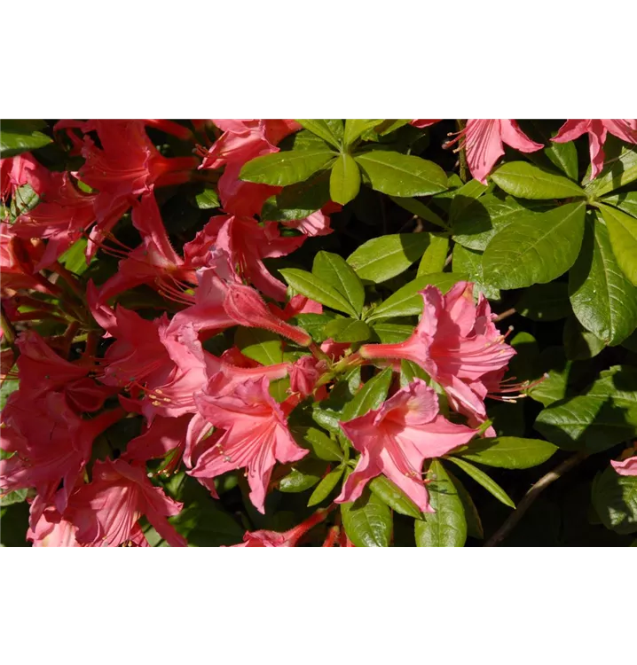 Rhododendron luteum 'Jolie Madame'