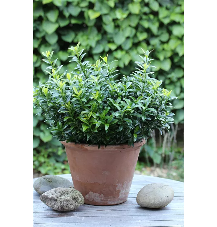 Euonymus jap.'Microphyllus Aureovariegatus'