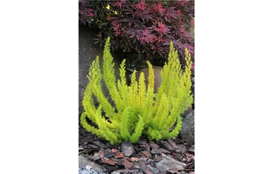 Erica arborea 'Albert's Gold'