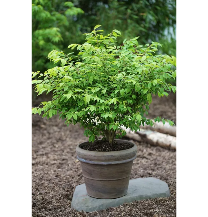 Euonymus alatus 'Chicago Fire'