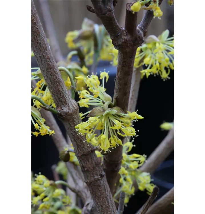 Cornus officinalis