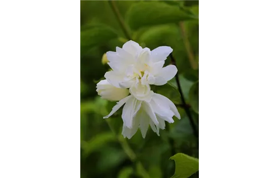 Gartenjasmin 'Snowgoose'