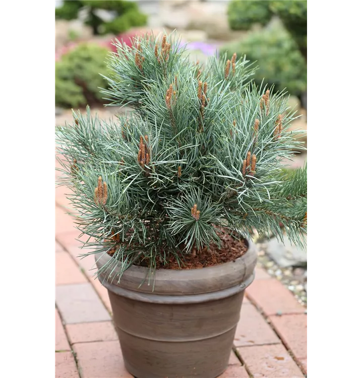 Pinus sylvestris 'Argentea Compacta'