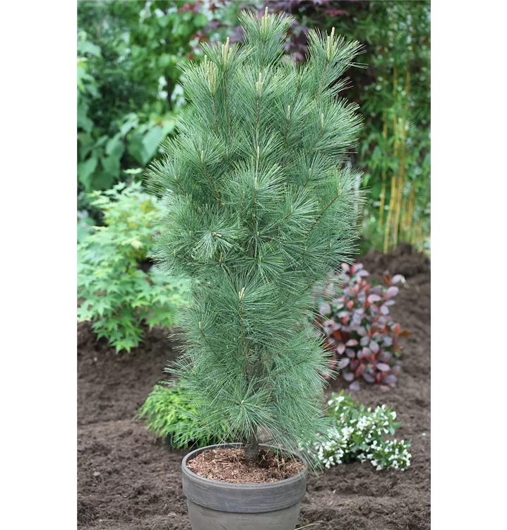 Pinus wallichiana 'Densa Hill'