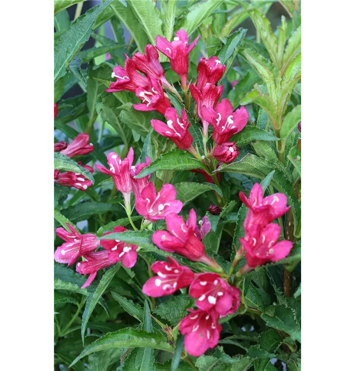 Weigela florida 'Nain Rouge'