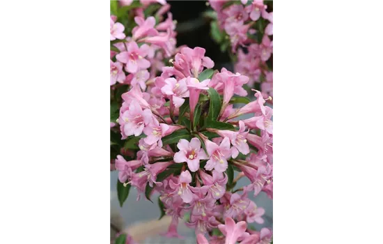 Weigelie 'Pink Poppet'®