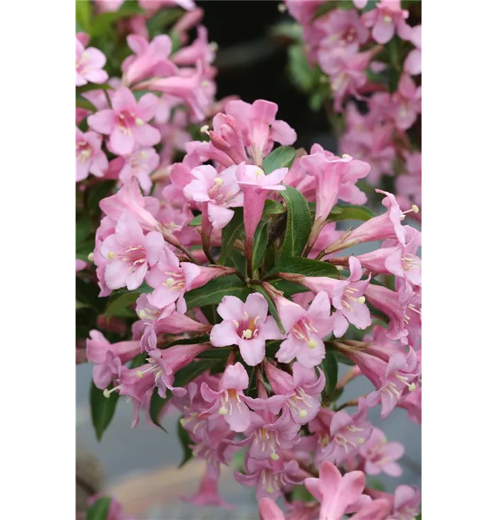 Weigela florida 'Pink Poppet'®