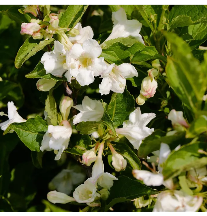 Weigela florida 'Snowflake'