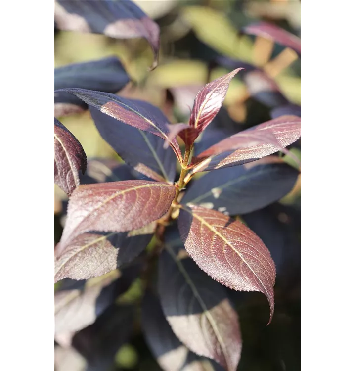 Weigela florida 'Minor Black'®