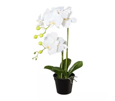 Phalaenopsis im Topf 55cm weiß