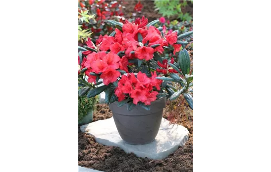 Rhododendron 'Elizabeth Red Foliage'