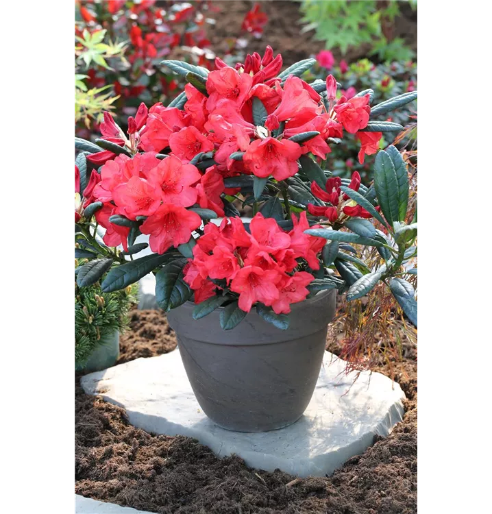 Rhododendron griersonianum 'Elizabeth Red Foliage'