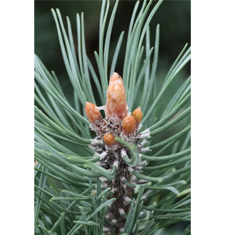 Pinus mugo 'Columnaris'