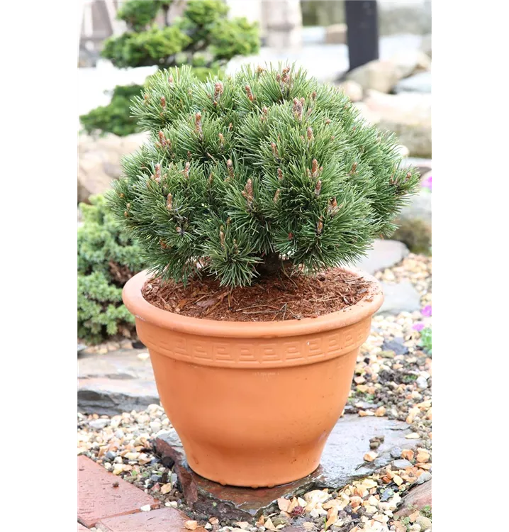 Pinus uncinata 'Heideperle'