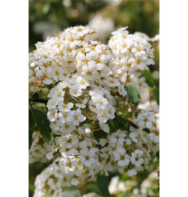 Spiraea vanhouttei