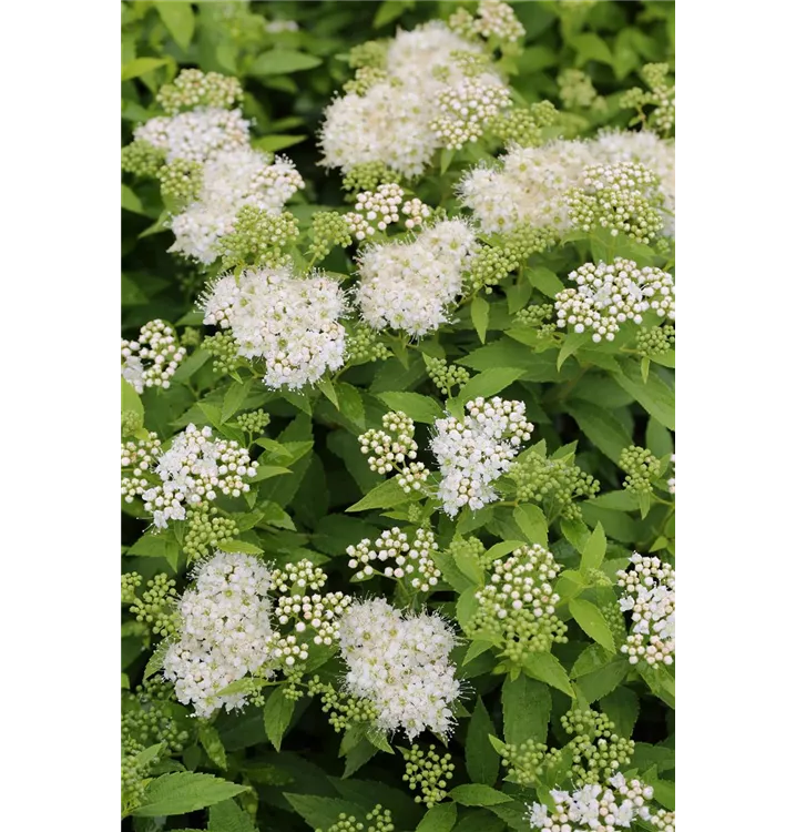 Spiraea japonica 'Albiflora'