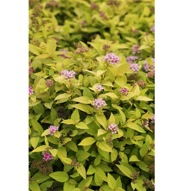 Spiraea japonica 'Golden Princess'