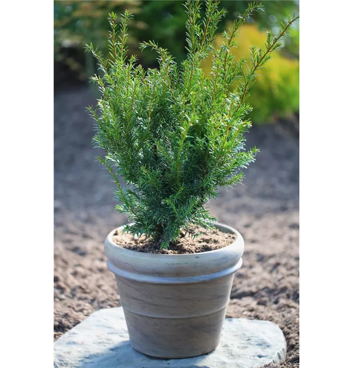 Taxus baccata 'Overeynderi'