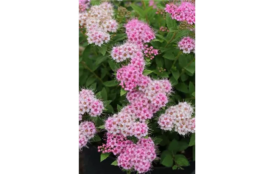 Sommerspiere 'Little Princess'