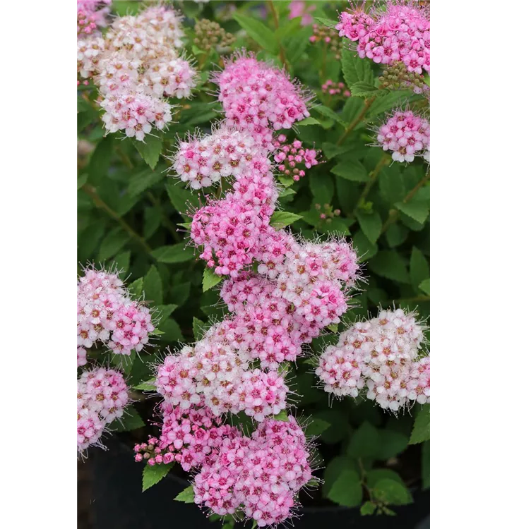 Spiraea japonica 'Little Princess'