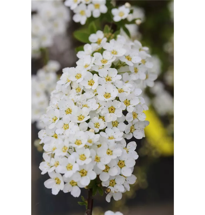 Spiraea arguta