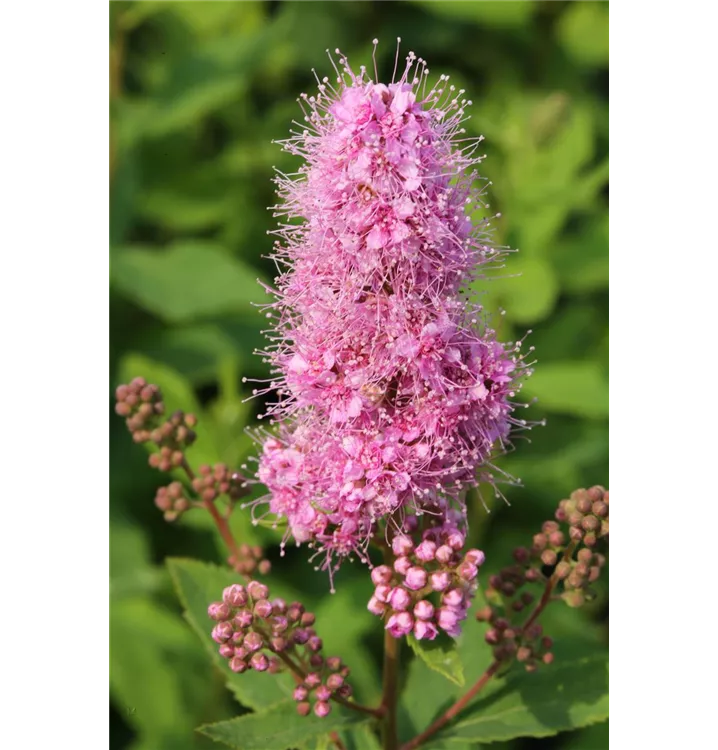 Spiraea billardii 'Triumphans'