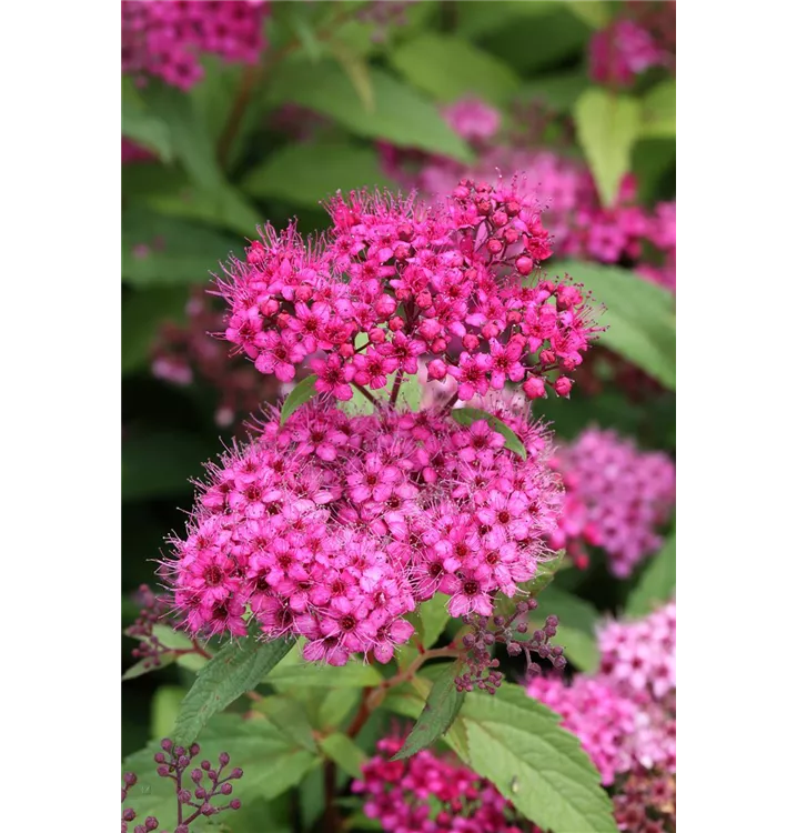 Spiraea bumalda 'Anthony Waterer'