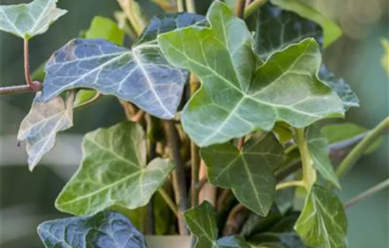 Hedera helix ssp. hibernica