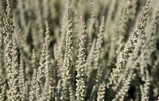 Calluna vulgaris Gardengirls® 'Fluffy'