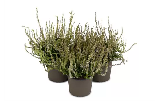 Calluna vulgaris Gardengirls® 'Herbstlavendel'