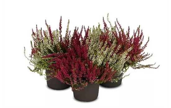 Calluna vulgaris Gardengirls® 'Twingirls'®