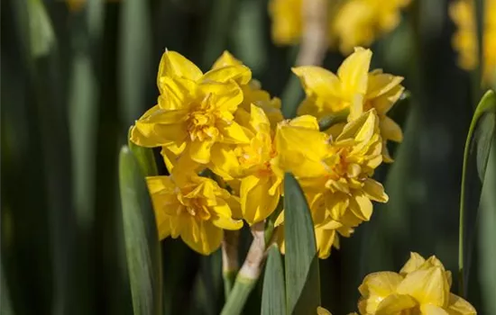 Alpenveilchenartige Narzisse 'Tête-à-Tête Boucle' - 5 Blumenzwiebeln