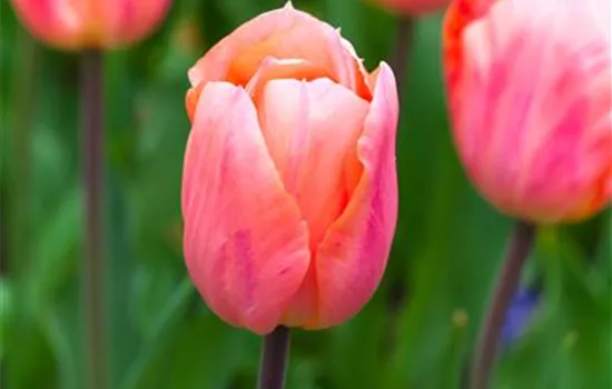 Tulpe 'Apricot Beauty' - 10 Blumenzwiebeln