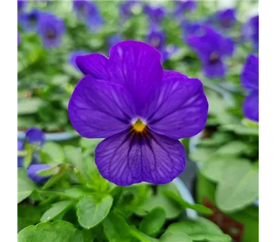 Viola cornuta, Blau