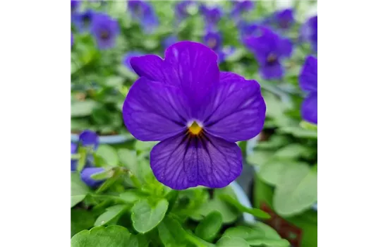 Viola cornuta, Blau