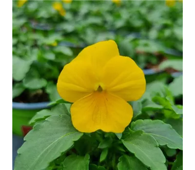 Viola cornuta, Gelb