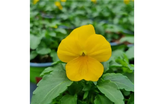 Viola cornuta, Gelb