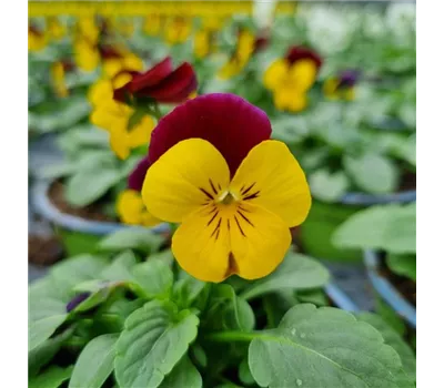 Viola cornuta, Gelb / Rot