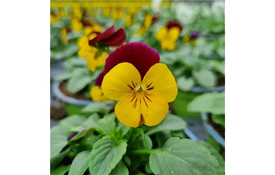 Viola cornuta, Gelb / Rot