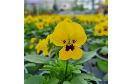 Viola cornuta, Gelb mit dunkler Mitte