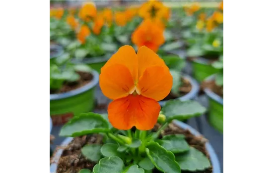 Viola cornuta, Orange