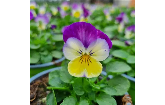 Viola cornuta, Weiß / Rosa / Gelb