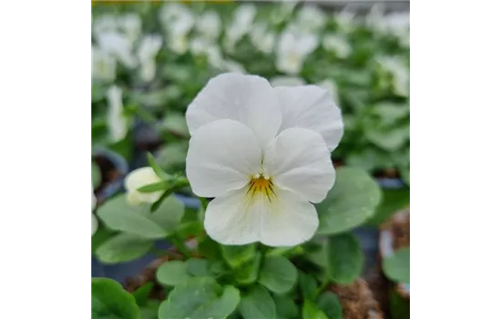 Viola cornuta, Weiß mit gelber Mitte